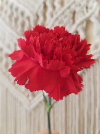 carnation
