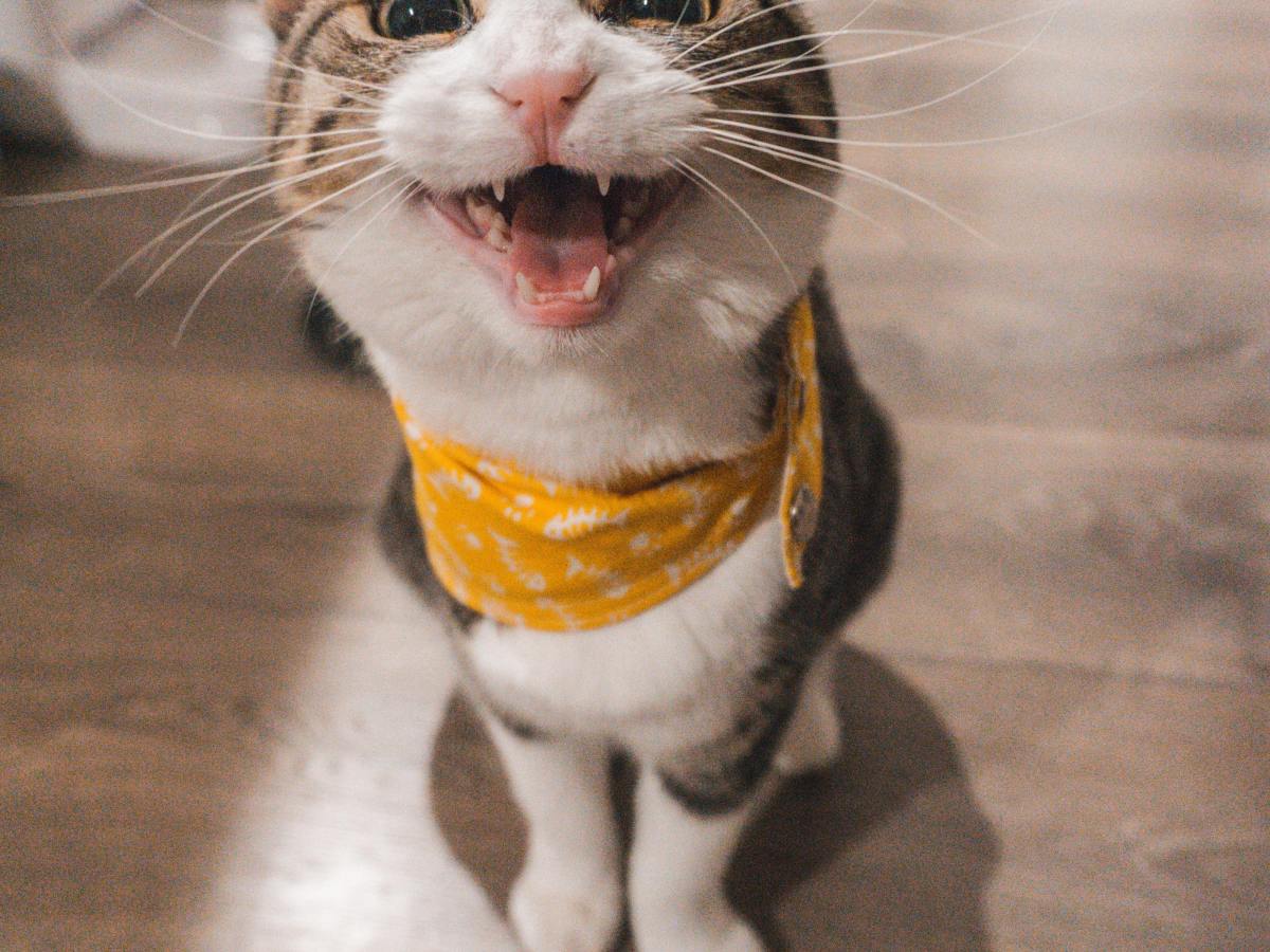 Cat Magic: Demystifying Their Hold Over&nbsp;Humans