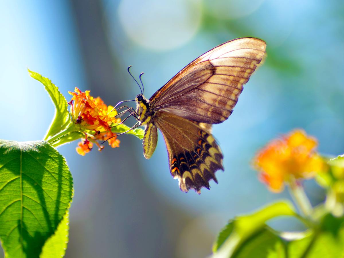 The Butterfly Effect:  Mindfulness and Our Role In a Bigger&nbsp;Picture