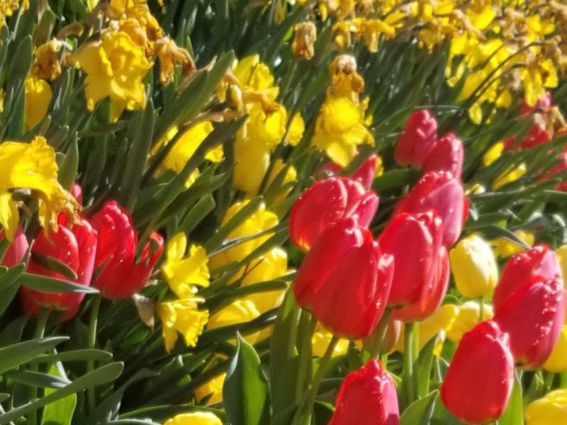 Mindfulness in Nature: Fascination and&nbsp;Awe